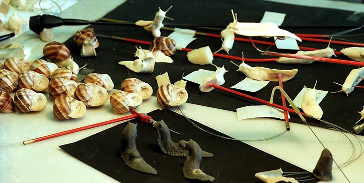 Jacques Gastineau - Animatronic snails for tv ad